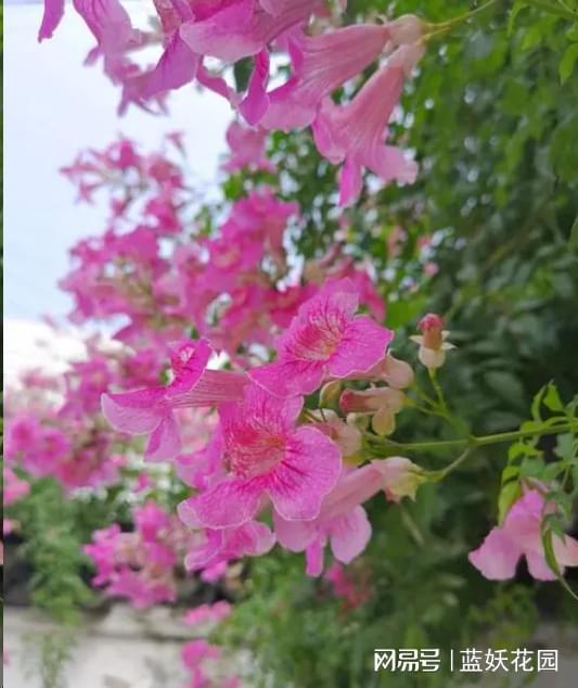 粉色非洲凌霄为什么在春天容易黄叶掉叶