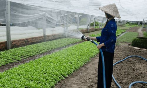 20种几乎不打农药的蔬菜