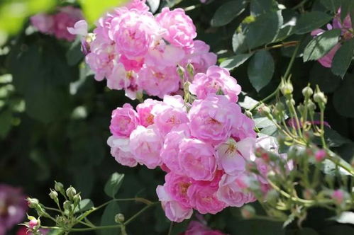 夏初的浪漫诗篇：蔷薇花期的独特魅力