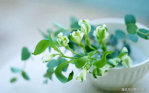 4. 养护小窍门，让你省心又放心