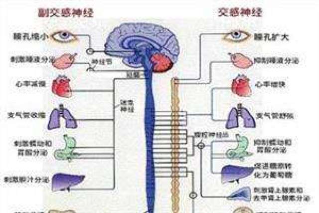 植物神经混乱是啥原因引起的？这背后有什么秘密