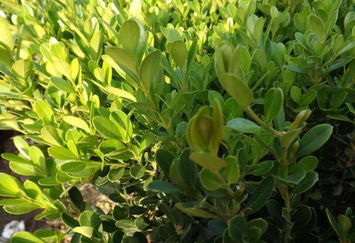 黄杨树栽培技术，探讨黄杨树种植方法与养护技巧
