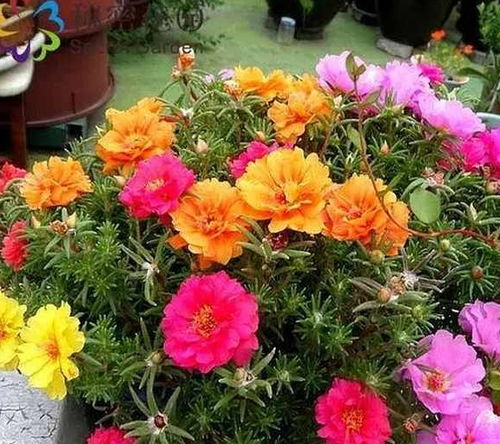 五月份种植花儿的秘密大揭秘！