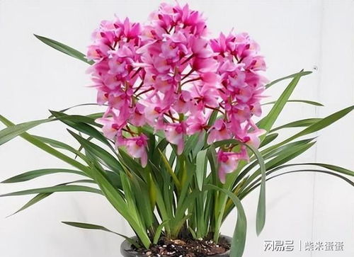 红香妃和紫香妃兰花有什么区别？如何正确养殖香妃兰花并注意哪些事项？