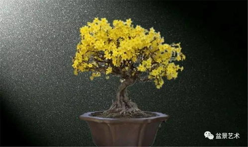 发芽期的养护管理