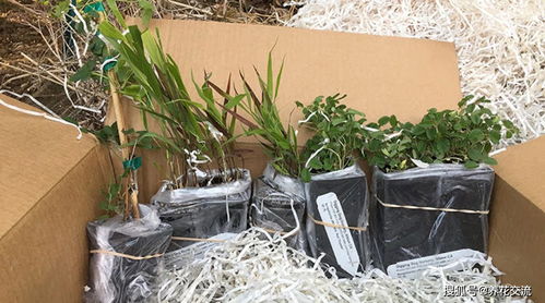 新手必堪避坑指南