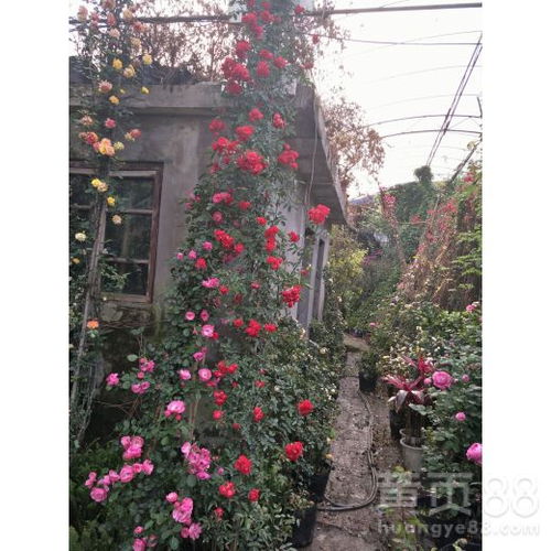 成dou三角梅苗圃基地，美丽花苗的家