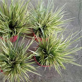 金线菖蒲和金凤凰菖蒲的养殖方法有什么不同