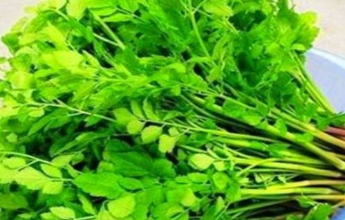 贡菜新鲜与否，颜色鲜亮、叶片厚实