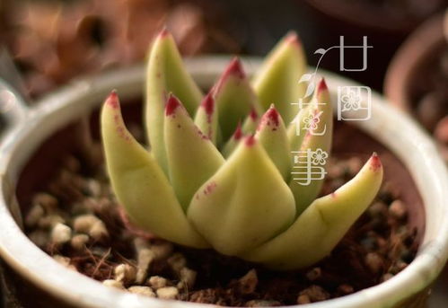 ：室内冬天养睡莲， 不是难题