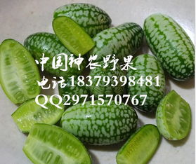 阳台盆栽西瓜，如何种植与养护