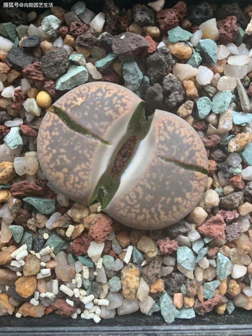 生石花蜕皮时为什么忌浇水，蜕皮期间不能浇水的原因是什么
