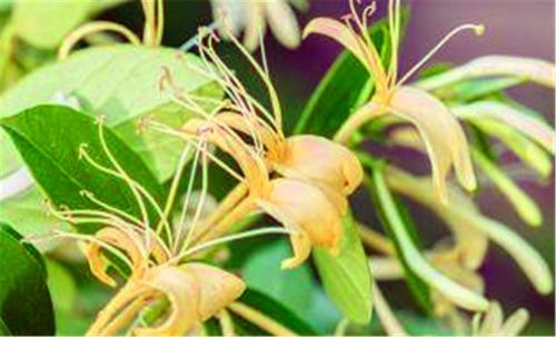 金银花种植季