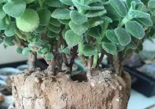 榕花种植， 土壤和光照那些事儿