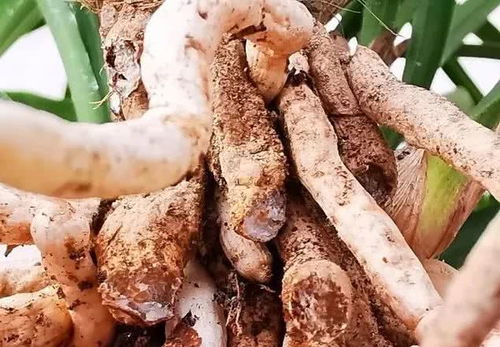 兰花浸泡多菌灵后直接种植安全吗？