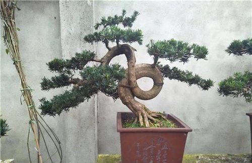 柏类盆景的风骨和意境