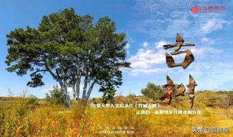 漆树：绿化中的色彩之笔