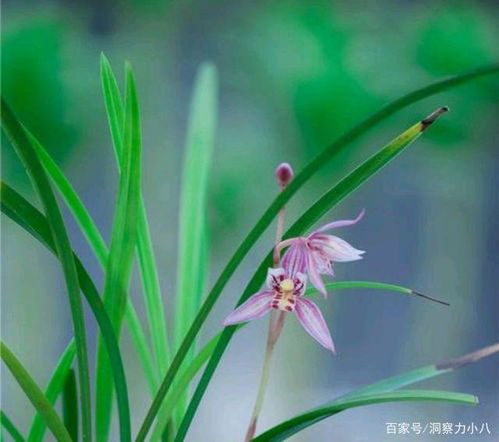 无球茎兰花如何养护？如何让它们绽放出美丽的花朵