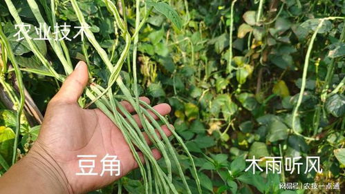 种豆角时应该使用什么肥料来施肥？