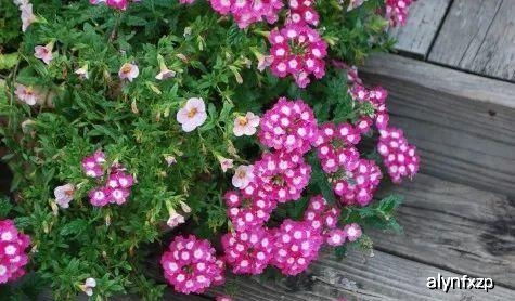 梗多适合庭院种植的多年生花卉