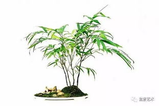 竹子变盆景的艺术之旅