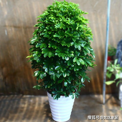 3. 春秋修剪， 助力生长