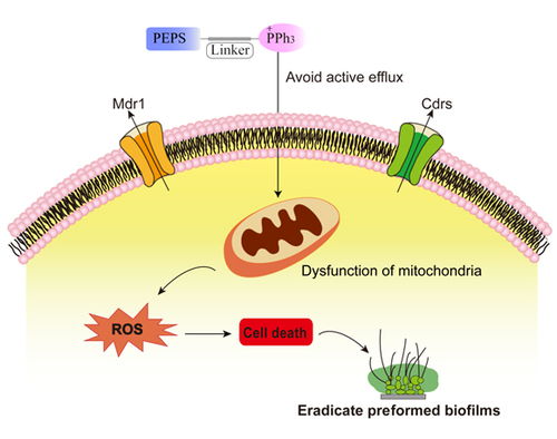 药物的工作原理