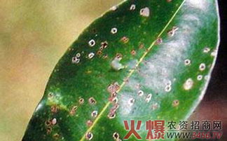 成分揭秘：多硫化钙