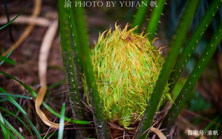 铁树要开花了你发现了吗