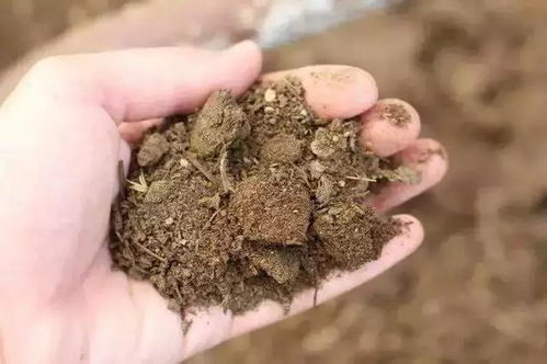 豆粕作底肥需要腐熟吗？腐熟的豆粕对土壤肥力有什么影响？