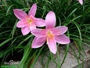 韭菜莲的花期揭秘