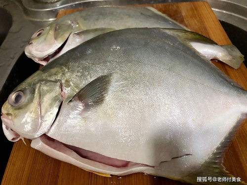 金昌鱼的饲料价格昂贵吗？金鲳鱼又是生长在哪些水域呢？