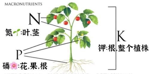 西红柿一周浇水两次施肥在浇水后进行