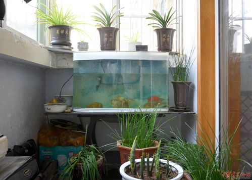 阳台种菜， 一举两得