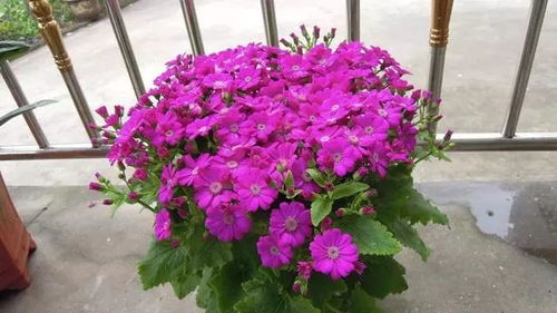 餐厅里的花花草草，如何让食欲飙升？