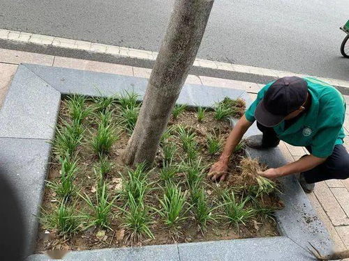冬季修剪， 伤口处理有讲究