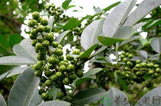 迷迭香种植技术，园艺爱好者的必备