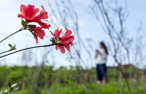 火祭花季：何时绽放？如何适时修剪？