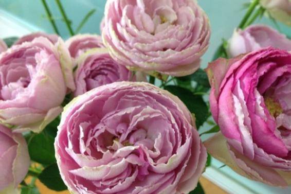 薰衣草蕾丝与月季的种植心得