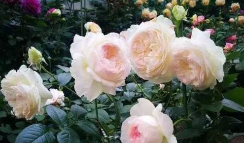 惯与月季，你知道多少？