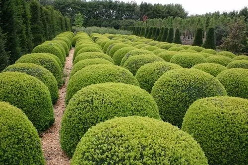 锦熟黄杨的生物学特性