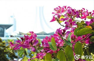 冬季花卉， 湖北的绿意