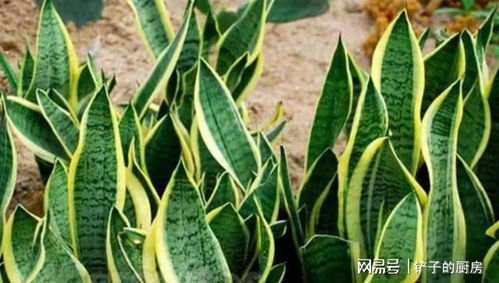 植物叶子长毛，这是为了什么