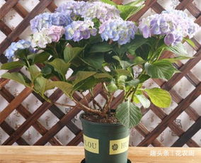 绣球花冬季扦插时如何控制环境温度和湿度