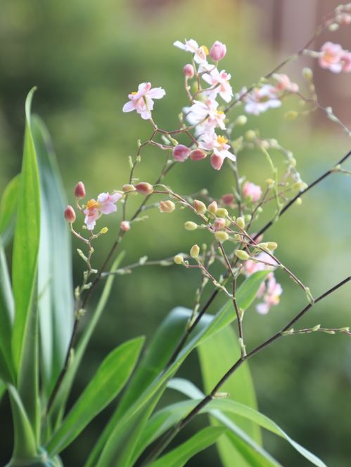 山茶：越冬存活率提升