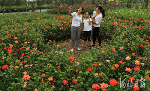 月季园， 体验型城市文旅新地标