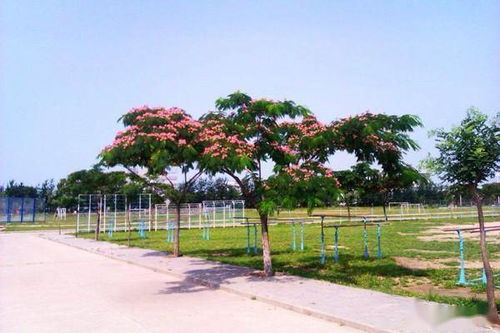 —气候不适的树—