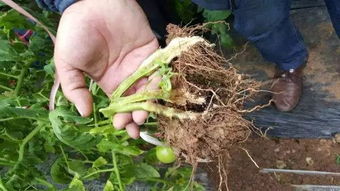 蘸根法：简单实用的防治方法