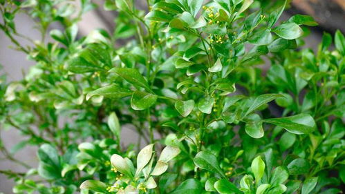 榉树小知识，你了解吗？