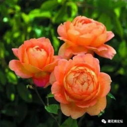 生物防治：引入天敌，控制红蜘蛛数量